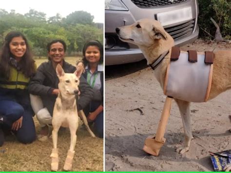 लाचार कुत्ता फिर से चल सके, इसके लिए 10वीं की 5 स्टूडेंट्स ने तैयार ...