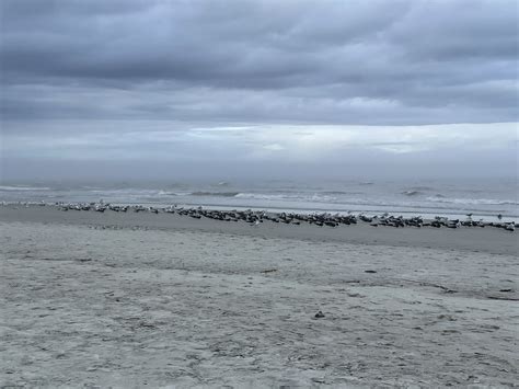 North Beach Cleanup! | Tybee Island, GA