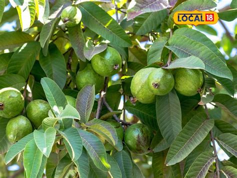 Guava Crop Protection Tips from Pests and Diseases in Rainy Season ...