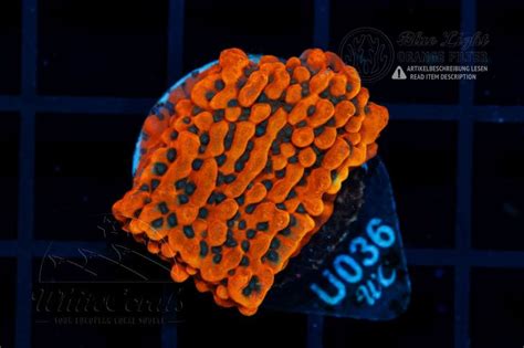 Montipora palawanensis Flaming Phoenix in Coral ID - The Whitecorals ...
