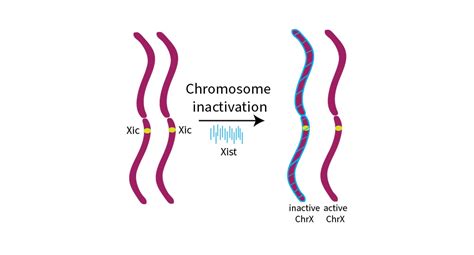 Not just a blueprint for proteins: the importance of non-coding RNAs – scienceinschool.org