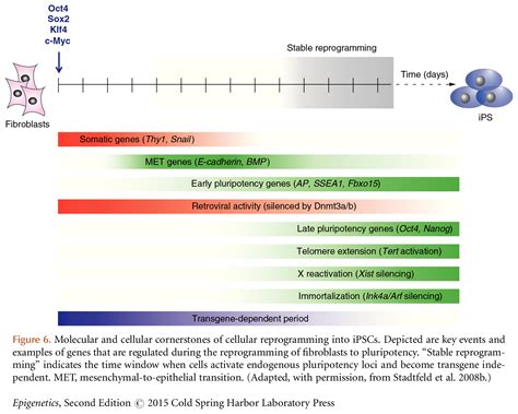 Image result for Epigenetic Reprogramming