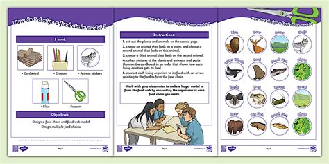 Design a food chain model