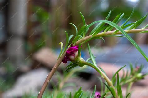 Beautiful portulaca grandiflora moss rose plant with blooming red ...