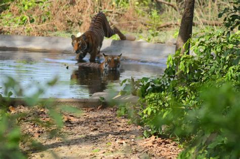 Jungle Near Me Tour and Travles