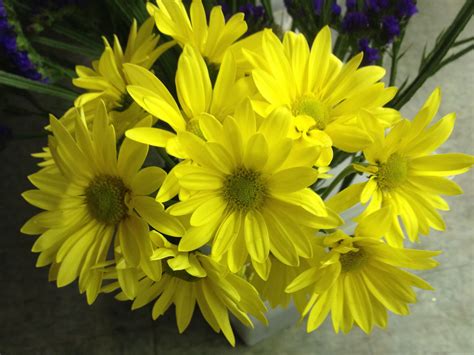 Yellow daisies. Visit us at Lefrancoisfloral.com #yellow #daisies ...