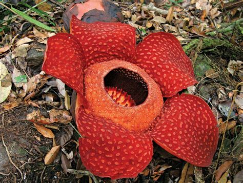 Monster flower | plant species, Rafflesia arnoldii | Britannica