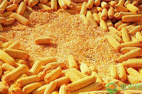 玉米价格多少钱一斤？6月15国内玉米主产区最新报价 - 惠农网