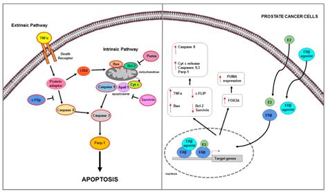 Estrogen Receptors-Mediated Apoptosis in Hormone-Dependent Cancers