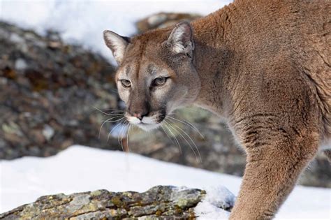 Exploring the Fascinating World of Cougars: 10 Incredible Facts - A-Z ...