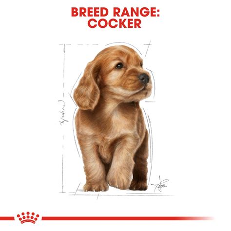 Cocker Puppy | Royal Canin IN