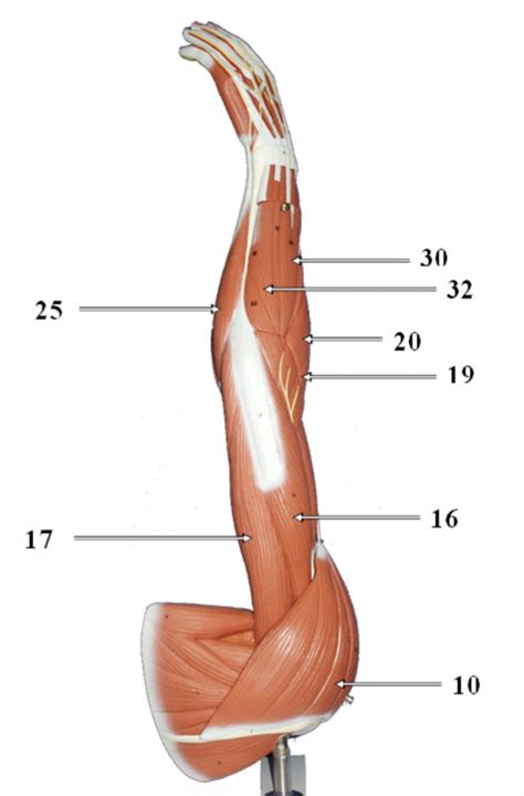 Image result for Human Arm Muscle Model
