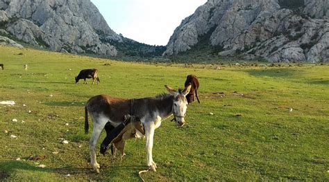 ALTYN BESHIK (Batken) - Guesthouse Reviews & Photos - Tripadvisor