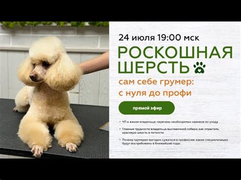 РОСКОШНАЯ ШЕРСТЬ. Сам себе грумер: с нуля до профи - YouTube