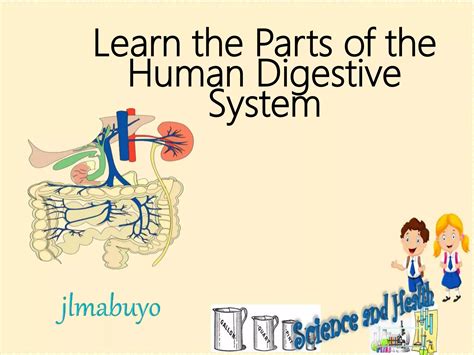 Image result for Digestive System Theme
