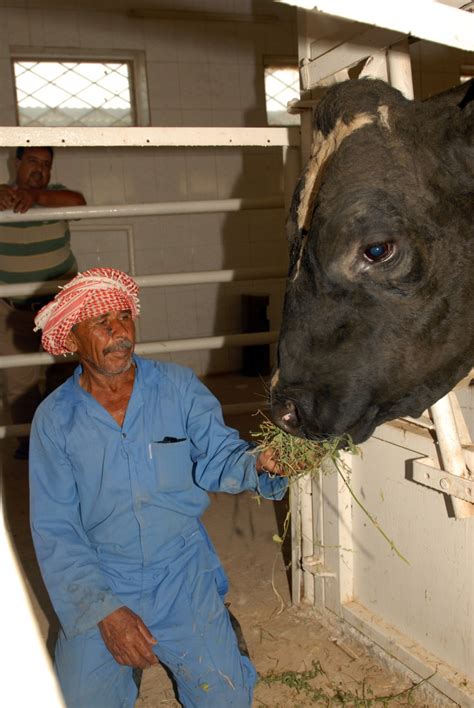 U.S. partnership aids Iraqi dairy farmers | Article | The United States ...