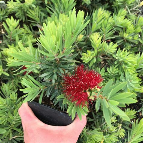 Callistemon 'Little John' - Dwarf Bottlebrush (4.5" Pot) | Little ...