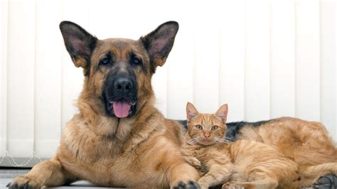 east idaho craigslist pets - Doloris Fournier