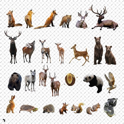 Image result for 2 Animals Photoshop Tutorial