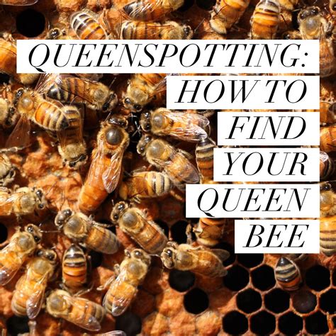 How To Spot A Queen Bee In Your Hive: A Beekeeping Guide