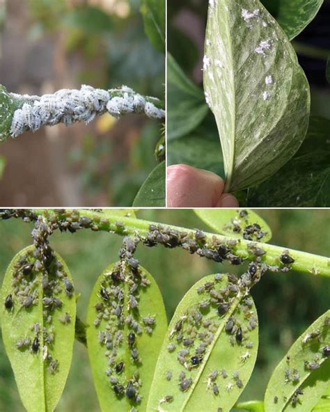 No more aphids or scale insects on your plants – how to eliminate them ...