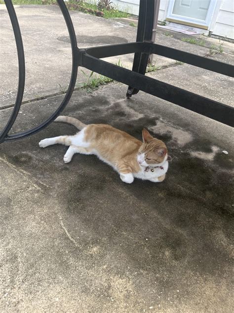 me and the cat outside, listening to X : r/XXXTENTACION