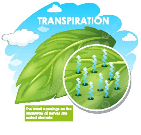Botany What Is Transpiration at Margaret Newsom blog