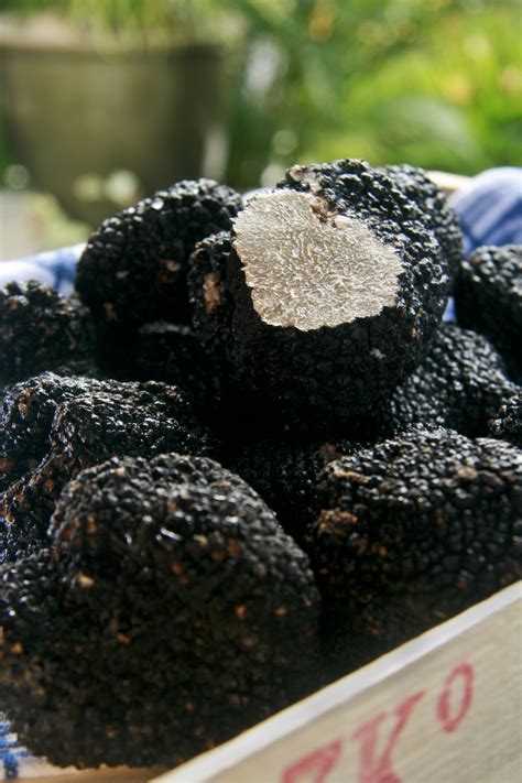 Black Summer Truffle - Elite Food Pte LtdElite Food Pte Ltd