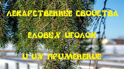 Лекарственные свойства еловых иголок и их применение - YouTube