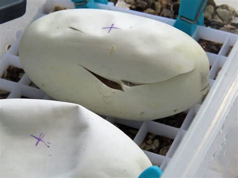 Ball Python Incubation 的图像结果