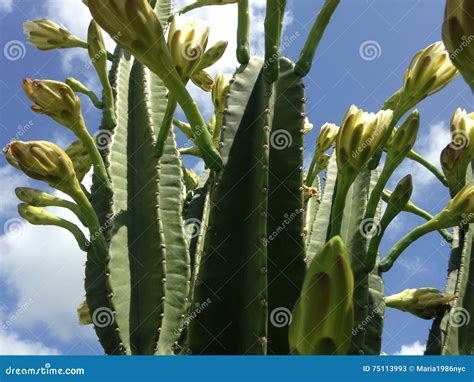 Queen of the Night Night-blooming Cereus Cactus Plant Blossoming in ...