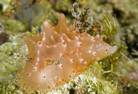 Photos of cryptobranch dorid nudibranchs - Family Discodorididae