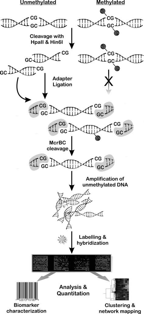 Microarray Method 的图像结果