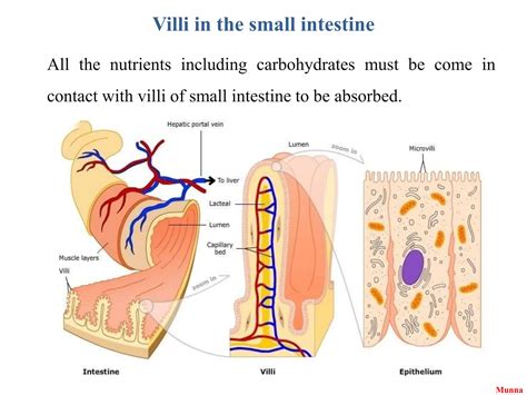 Non-Ruminant Animal Digestive System 的图像结果