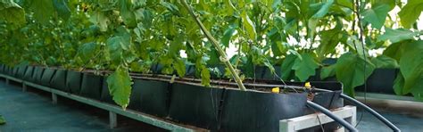 Mapal Growing Trough - 700-Micron PP for Hydroponic Crop Cultivation