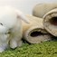 Image result for Super Fluffy Baby Bunnies