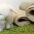Image result for Fluffy Bunny