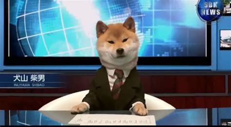 人不如狗！日本柴犬成为SBK社新闻主播 只需卖萌 - 观点 - 华西都市网新闻频道