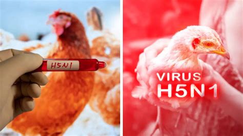 H5N1 Bird Flu Cases: CDC Says A Second Health Care Worker Tied To Missouri Bird Flu Case Had ...