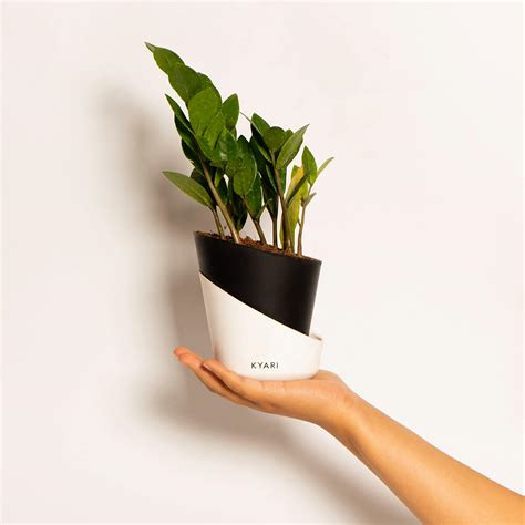 CAPPL Good Luck Jade Plant - Crassula - Zed Succulent - 4" Plastic Pot ...