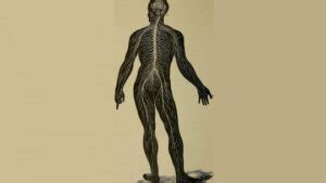 Image result for Somatic Nervous System Function