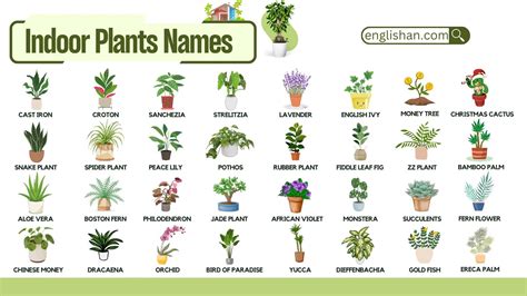 40 Indoor Plants Names with Pictures • Englishan