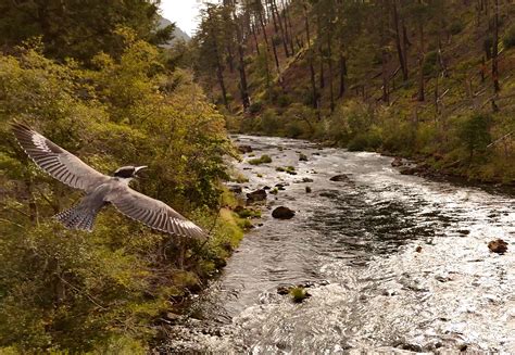 Drone Surveys in Umpqua National Forest - The Great Basin Institute