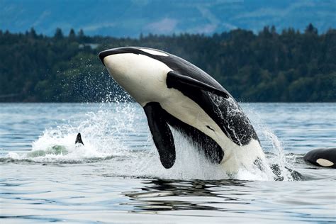 Do Orcas Attack Humans?
