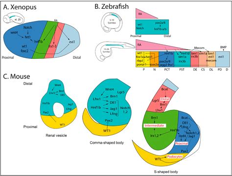 Nephron Patterning: Lessons from Xenopus, Zebrafish, and Mouse Studies