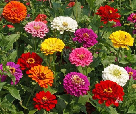 Zinnia California Giants Mix (Zinnia elegans) | Applewood Seed Company