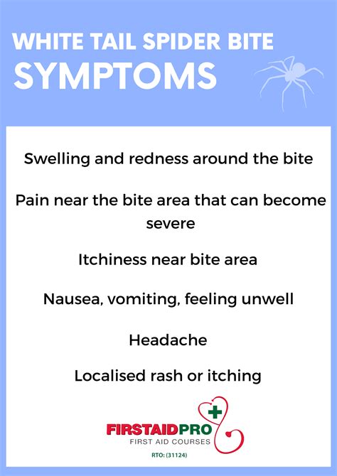 White Tail Spider Bite Symptoms The Redback Spider | Spider Facts
