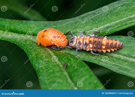 Ladybug Pupa and Larvae, Coccinella 7-punctata Stock Photo - Image of ...