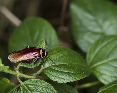Australian Cockroach 的图像结果