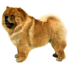Chow-chow — Chine Informations